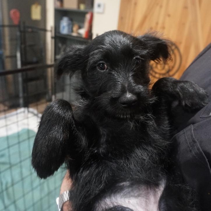 Hazelnut Schnapps, a ADOPTABLE mixed breed in San Antonio, TX image 1/3