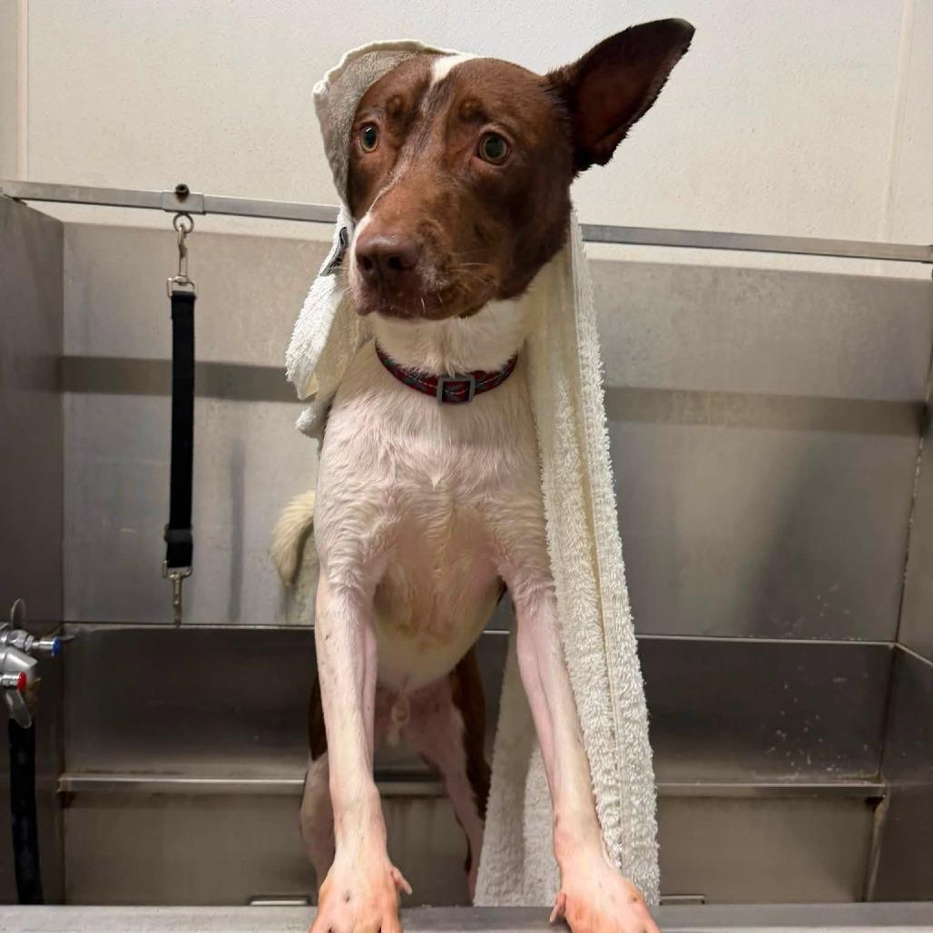 Enlarge Nacho Fries, a Adoptable mixed breed in Binghamton, NY image 2/6