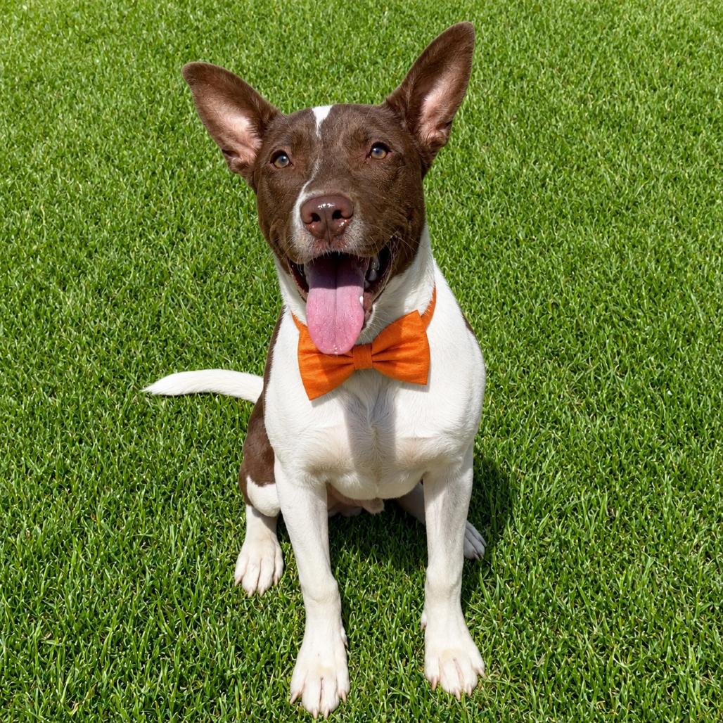 Enlarge Nacho Fries, a Adoptable mixed breed in Binghamton, NY image 6/6