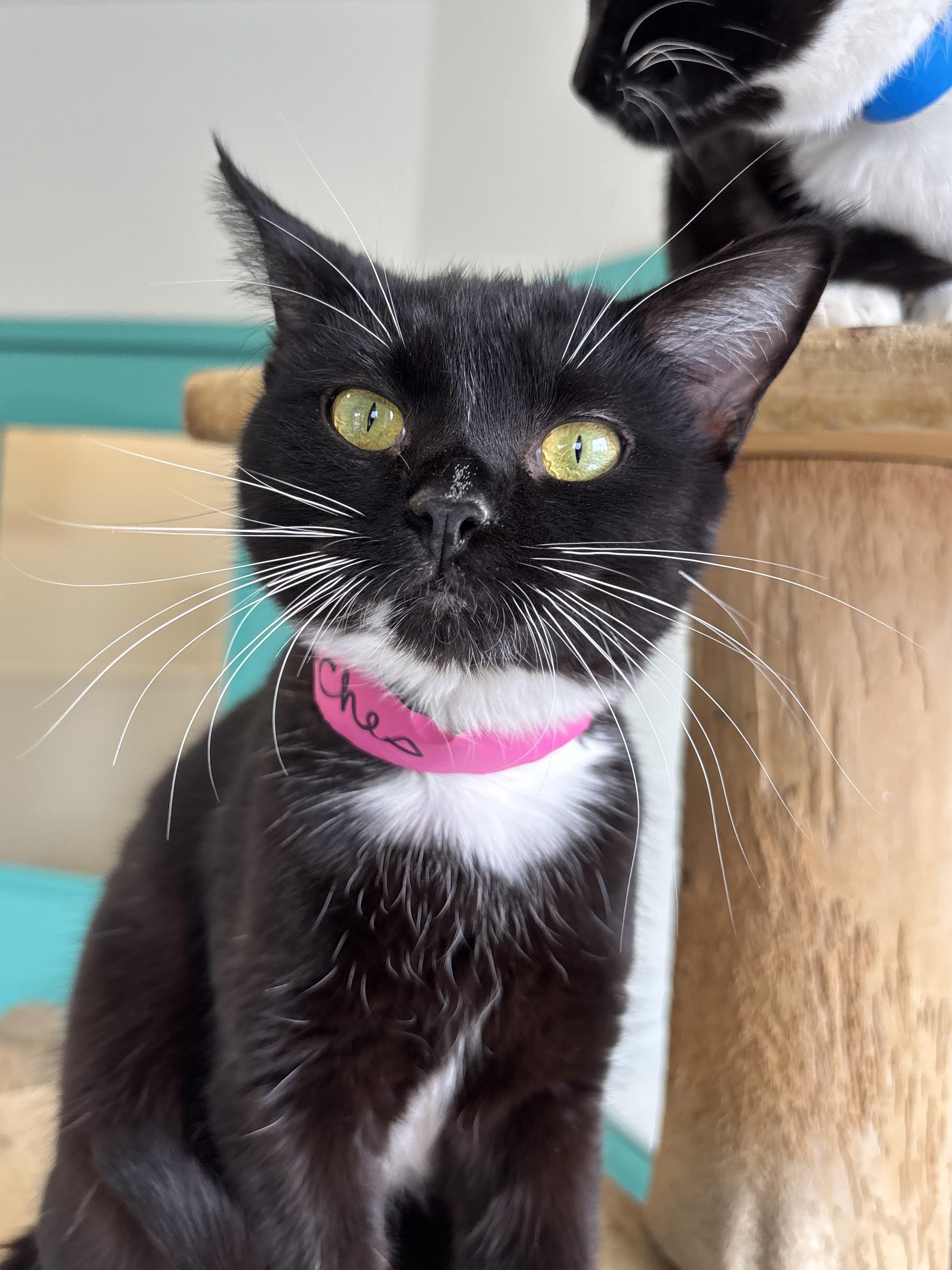 Peaches, a Adoptable Domestic Short Hair in Chicago, IL image 2/3