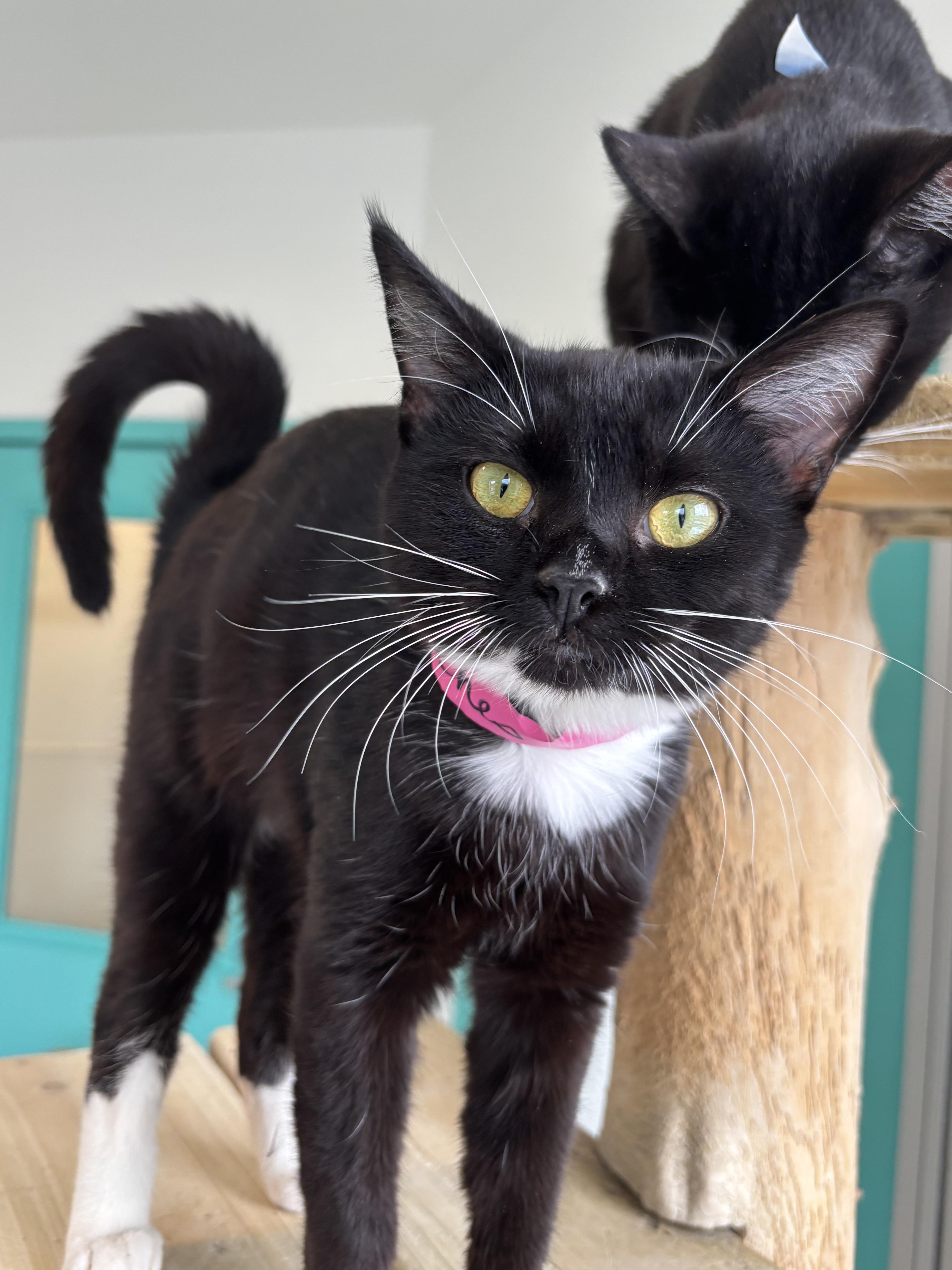 Peaches, Adoptable, Kitten Female Domestic Short Hair.