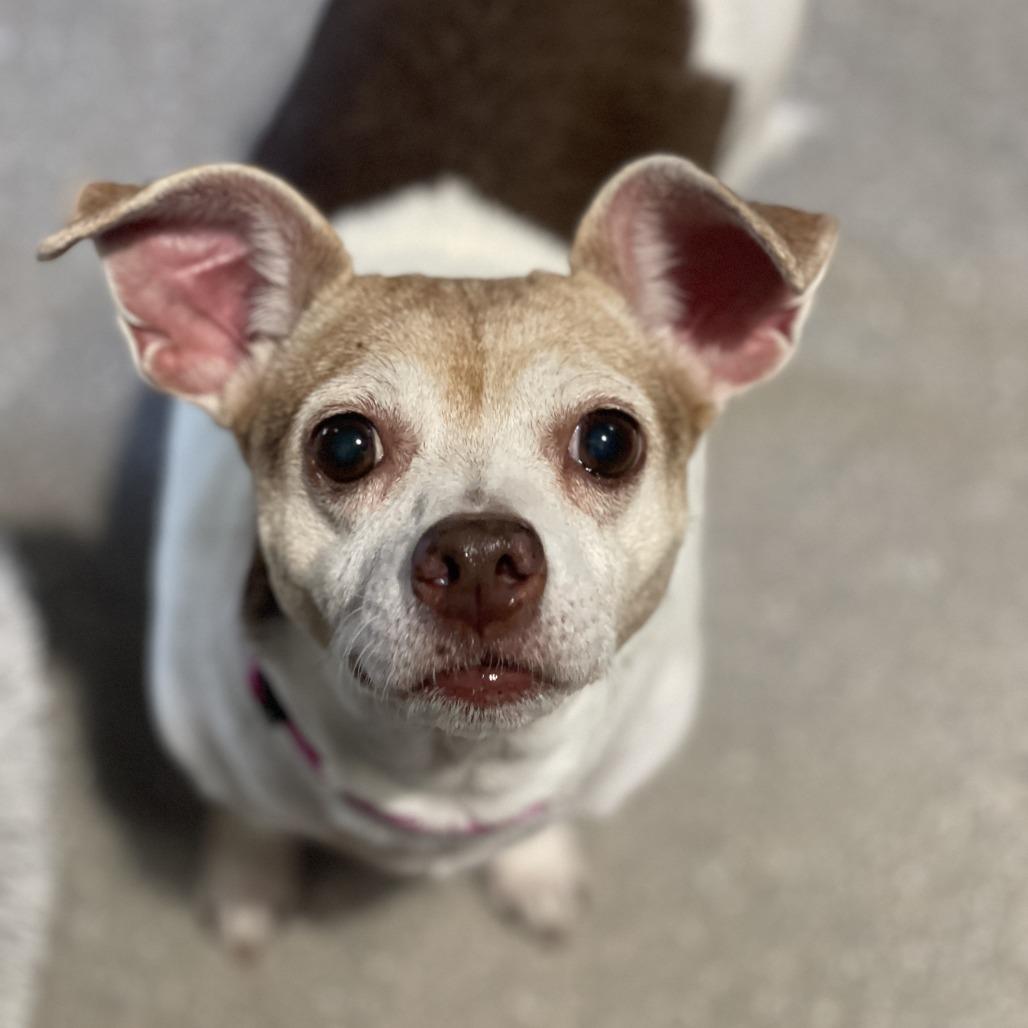 Enlarge Zoey, a Adoptable mixed breed in Bradenton, FL image 1/6