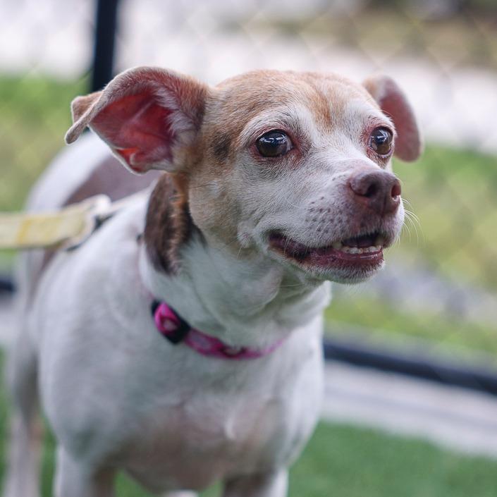 Enlarge Zoey, a Adoptable mixed breed in Bradenton, FL image 2/6