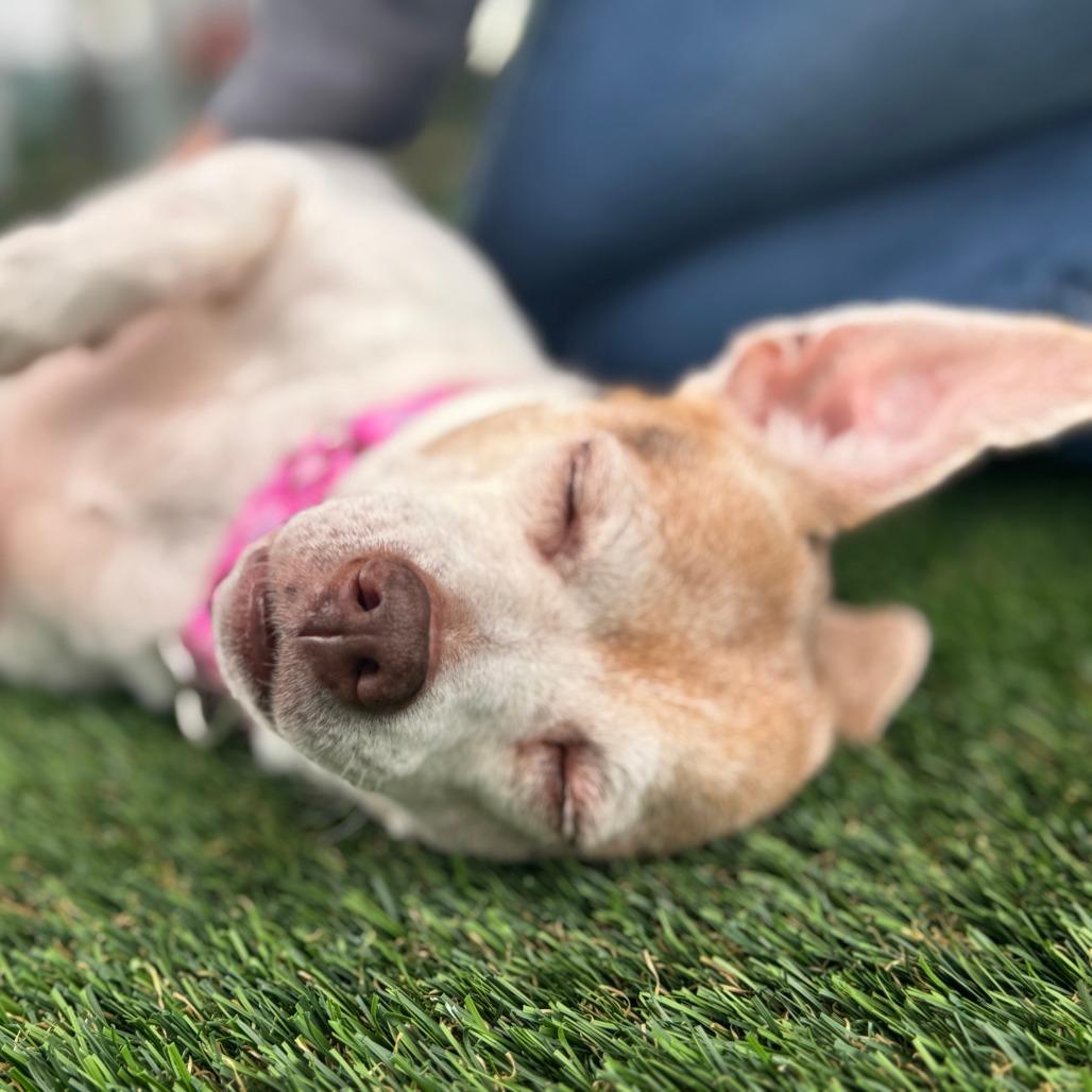 Enlarge Zoey, a Adoptable mixed breed in Bradenton, FL image 3/6