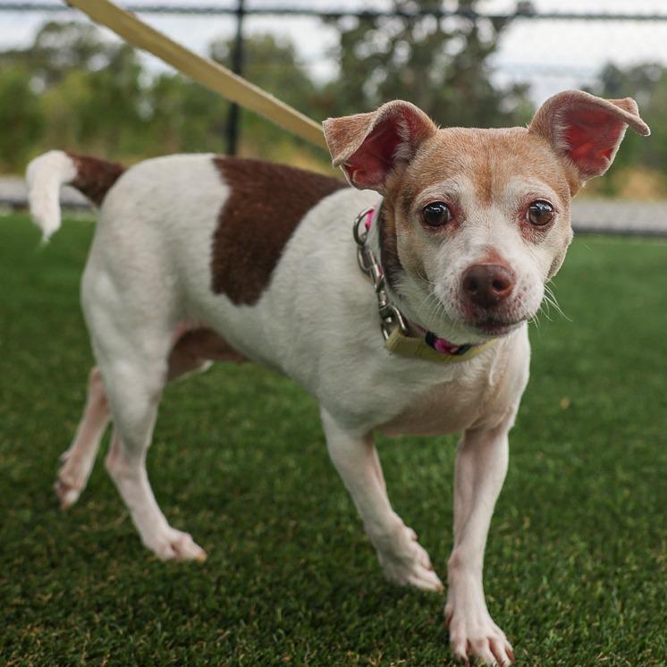 Enlarge Zoey, a Adoptable mixed breed in Bradenton, FL image 4/6