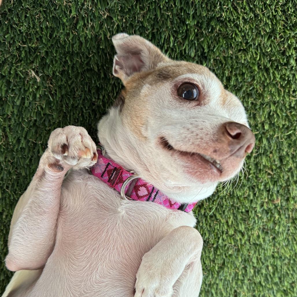 Enlarge Zoey, a Adoptable mixed breed in Bradenton, FL image 5/6