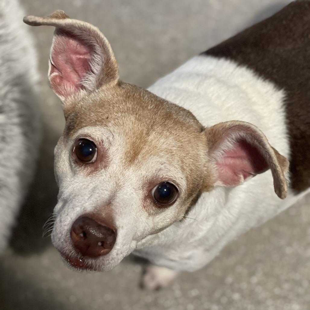 Enlarge Zoey, a Adoptable mixed breed in Bradenton, FL image 6/6