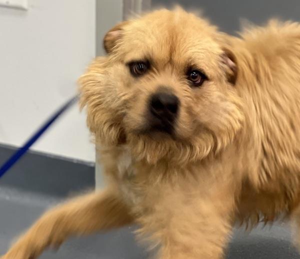 Enlarge Buddy, a Adoptable mixed breed in Canton, GA image 1/4