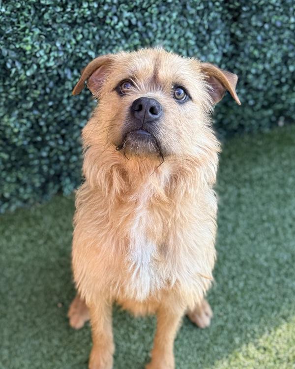 Enlarge Buddy, a Adoptable mixed breed in Canton, GA image 2/4