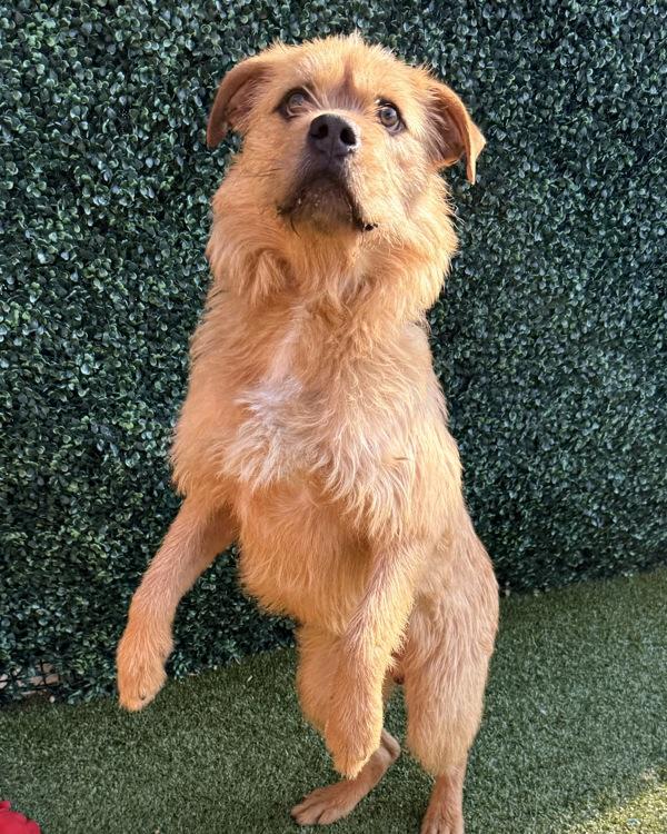 Enlarge Buddy, a Adoptable mixed breed in Canton, GA image 3/4