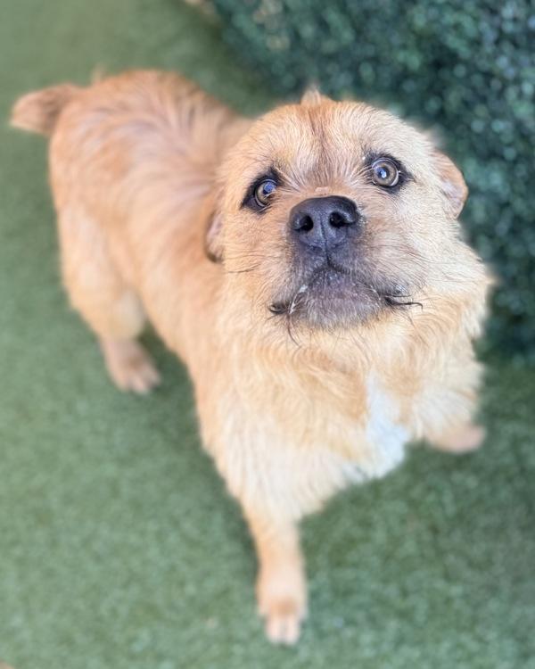 Enlarge Buddy, a Adoptable mixed breed in Canton, GA image 4/4
