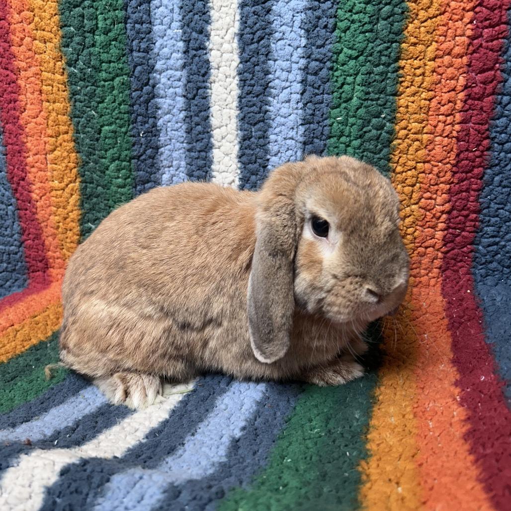 Parsley photo