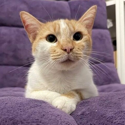 Sir George — thumbnail 5