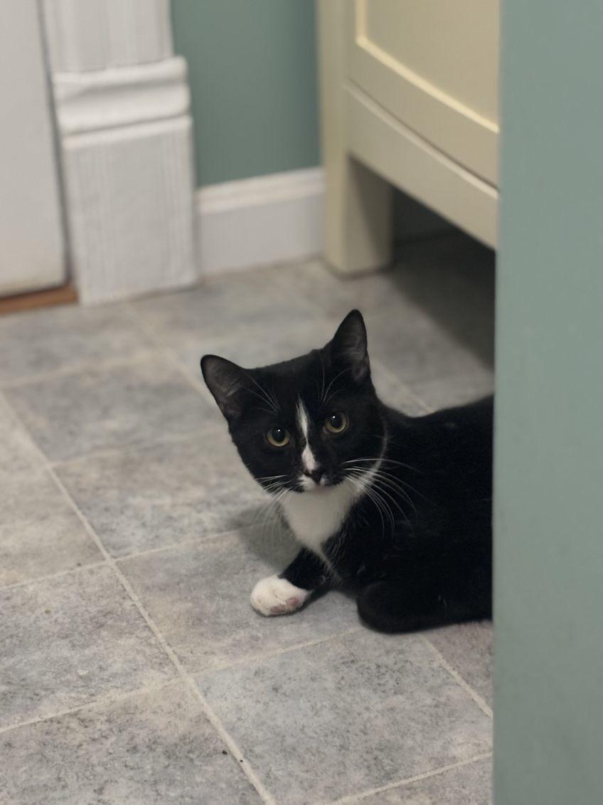 Enlarge Boots, a Adoptable Domestic Short Hair in Beltsville, MD image 6/6