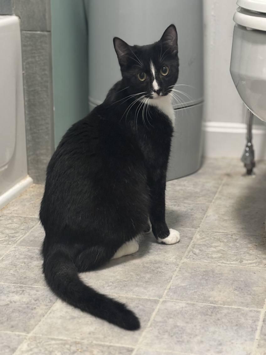 Enlarge Boots, a Adoptable Domestic Short Hair in Beltsville, MD image 5/6