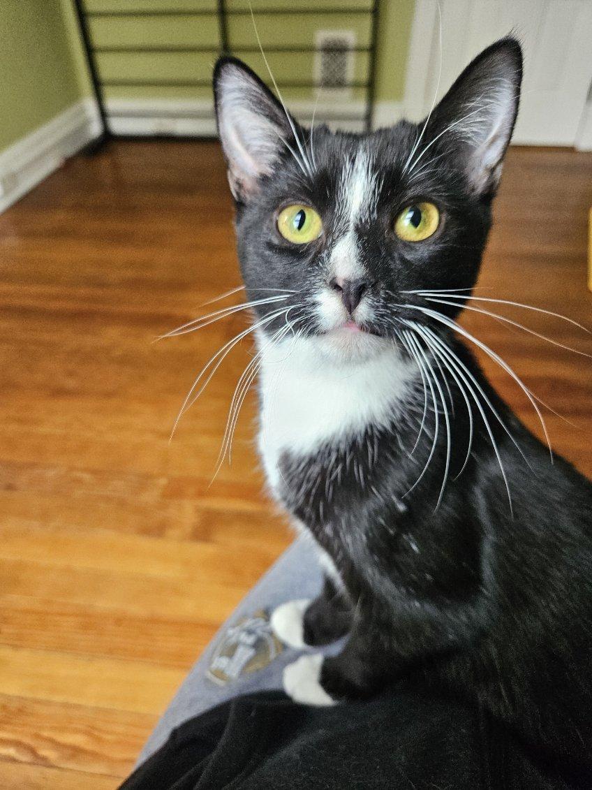 Boots, Adoptable, Kitten Male Domestic Short Hair.