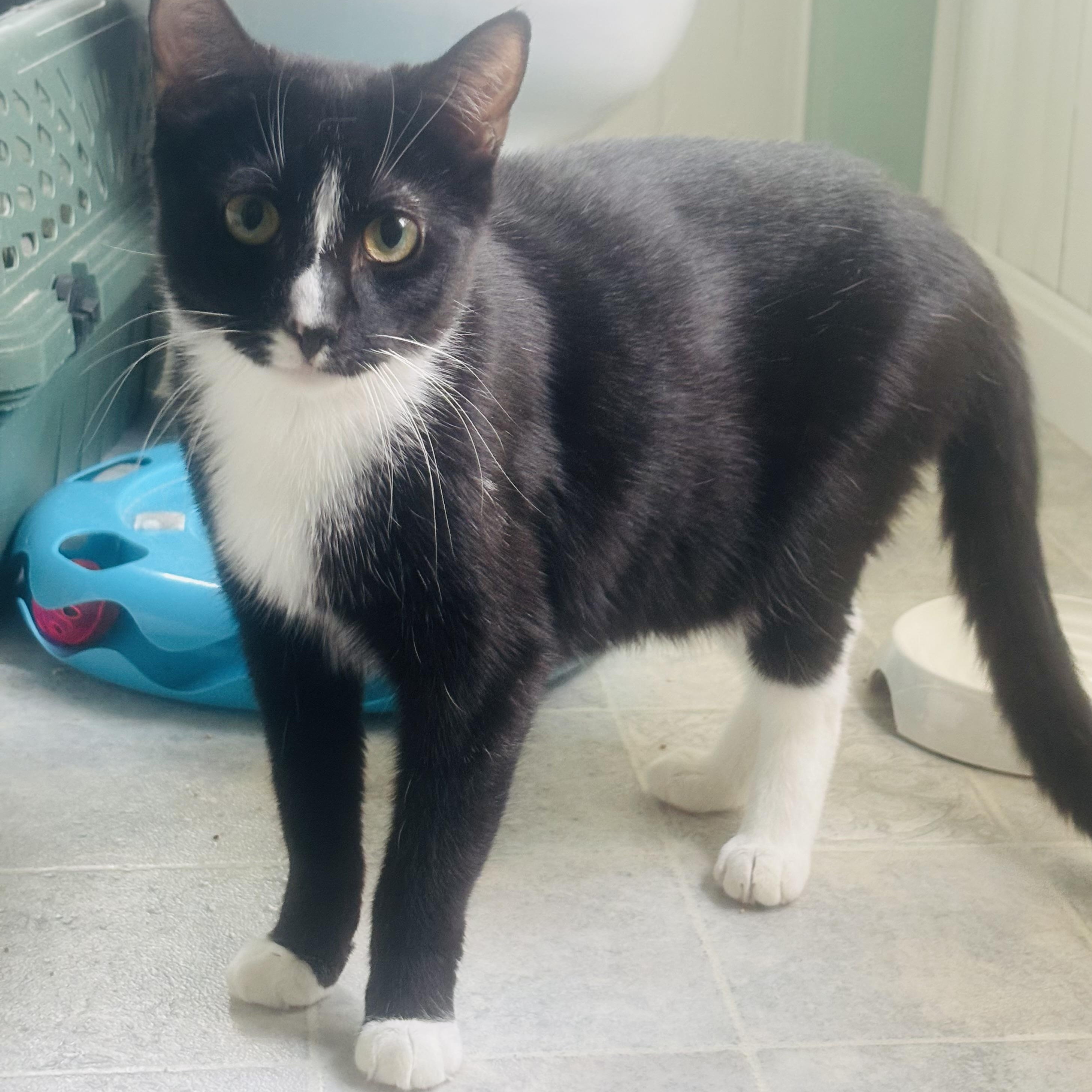 Boots, Adoptable, Kitten Male Domestic Short Hair.