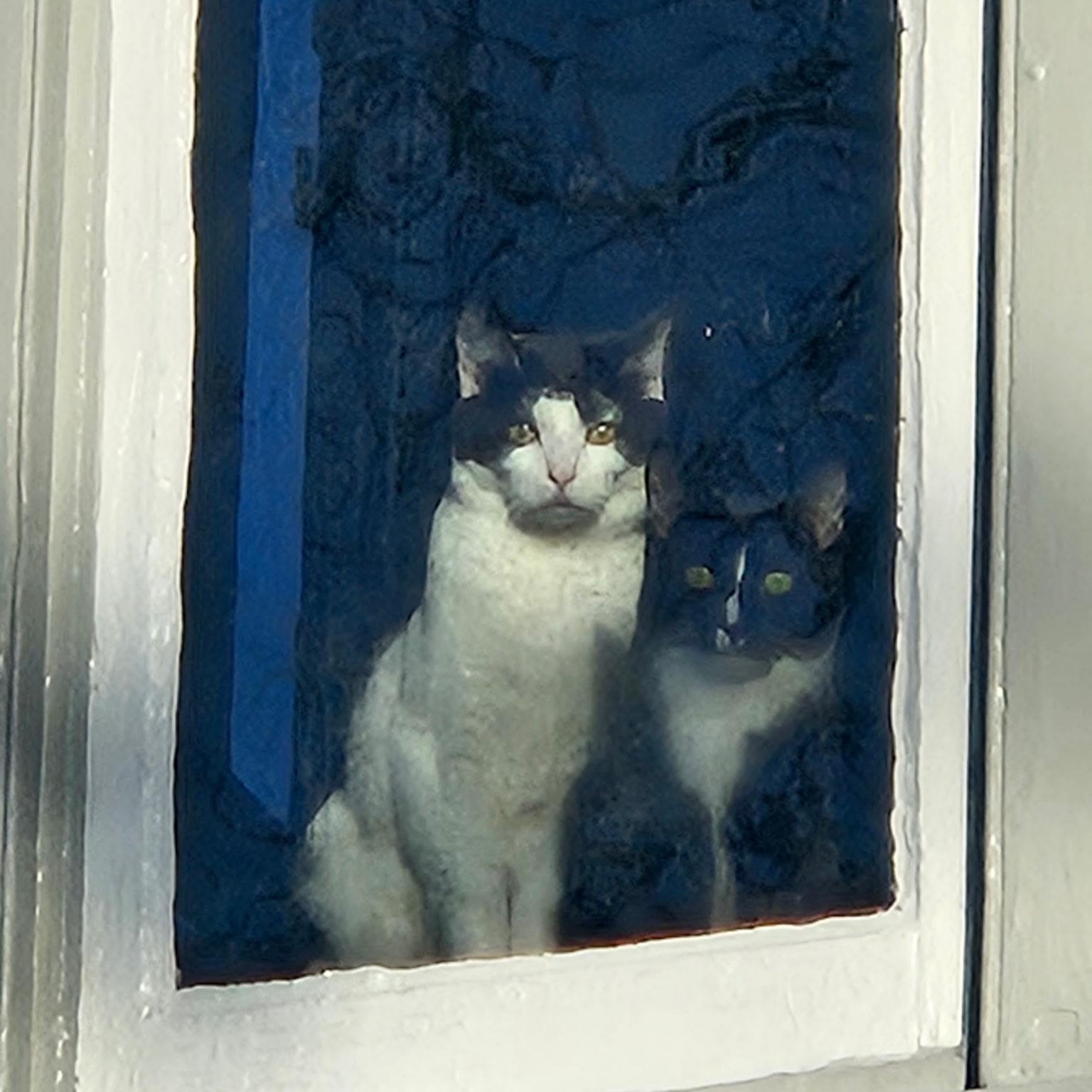 Enlarge Boots, a Adoptable Domestic Short Hair in Beltsville, MD image 2/6