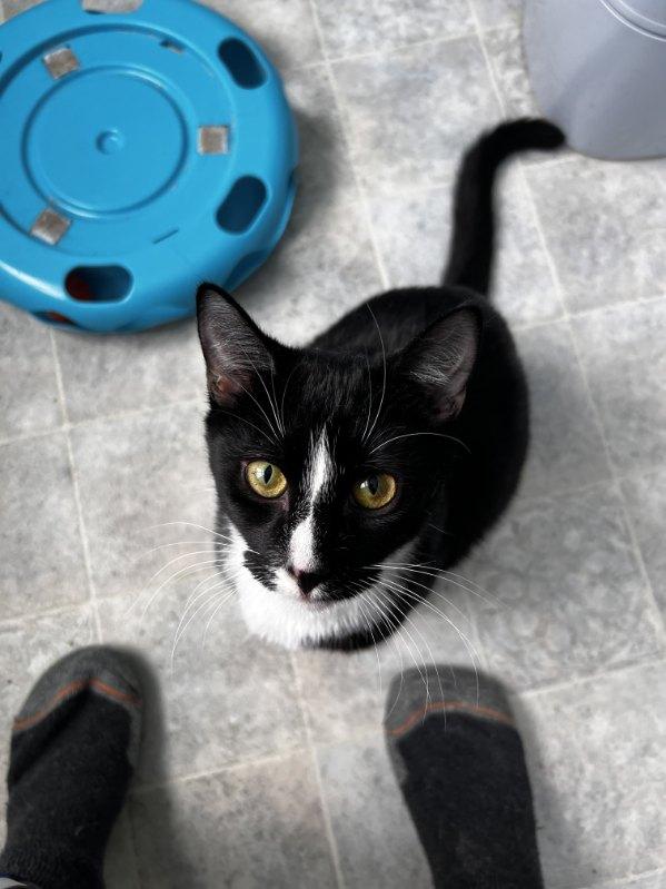 Enlarge Boots, a Adoptable Domestic Short Hair in Beltsville, MD image 4/6