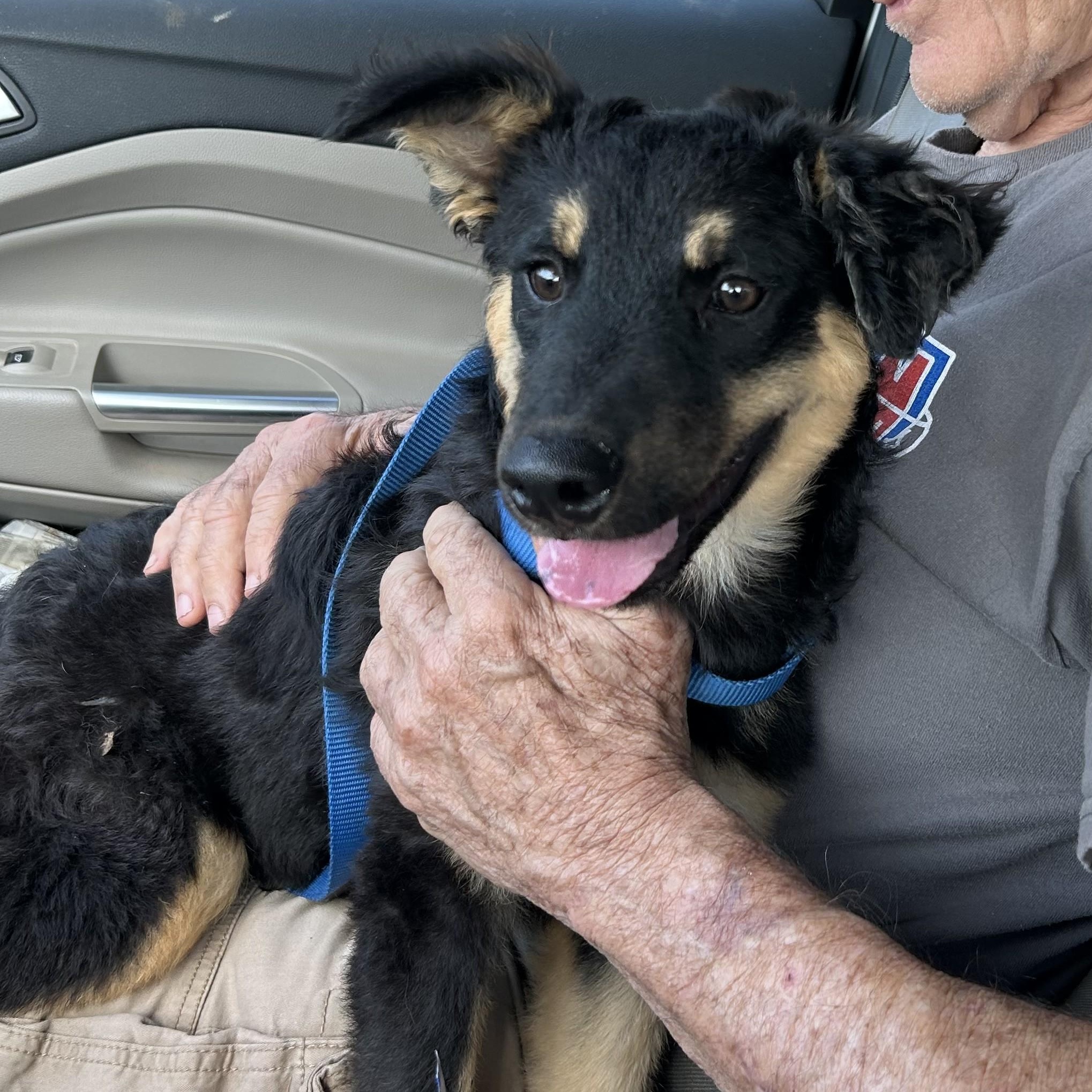 Pumpkin, an adoptable Australian Shepherd in Marfa, TX, 79843 | Photo Image 1