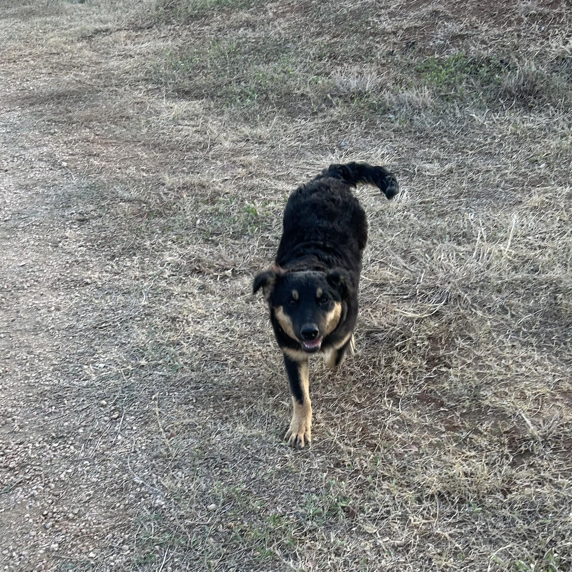 Pumpkin, an adoptable Australian Shepherd in Marfa, TX, 79843 | Photo Image 4
