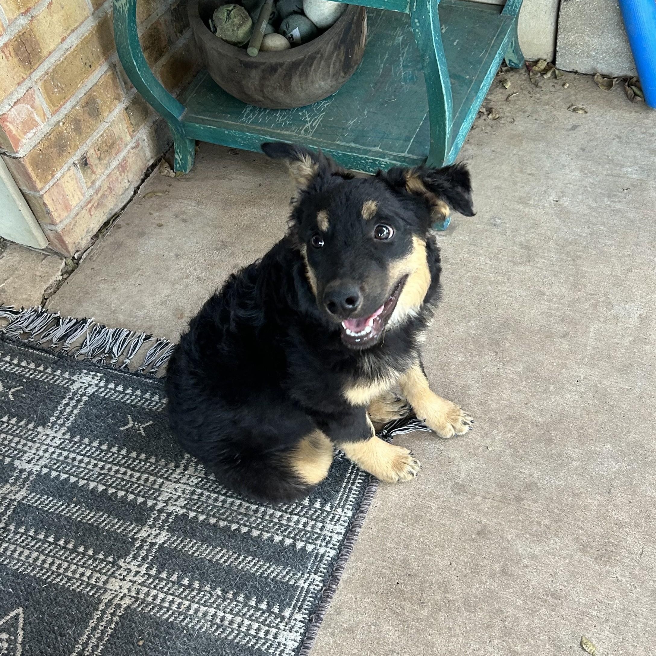 Pumpkin, an adoptable Australian Shepherd in Marfa, TX, 79843 | Photo Image 2