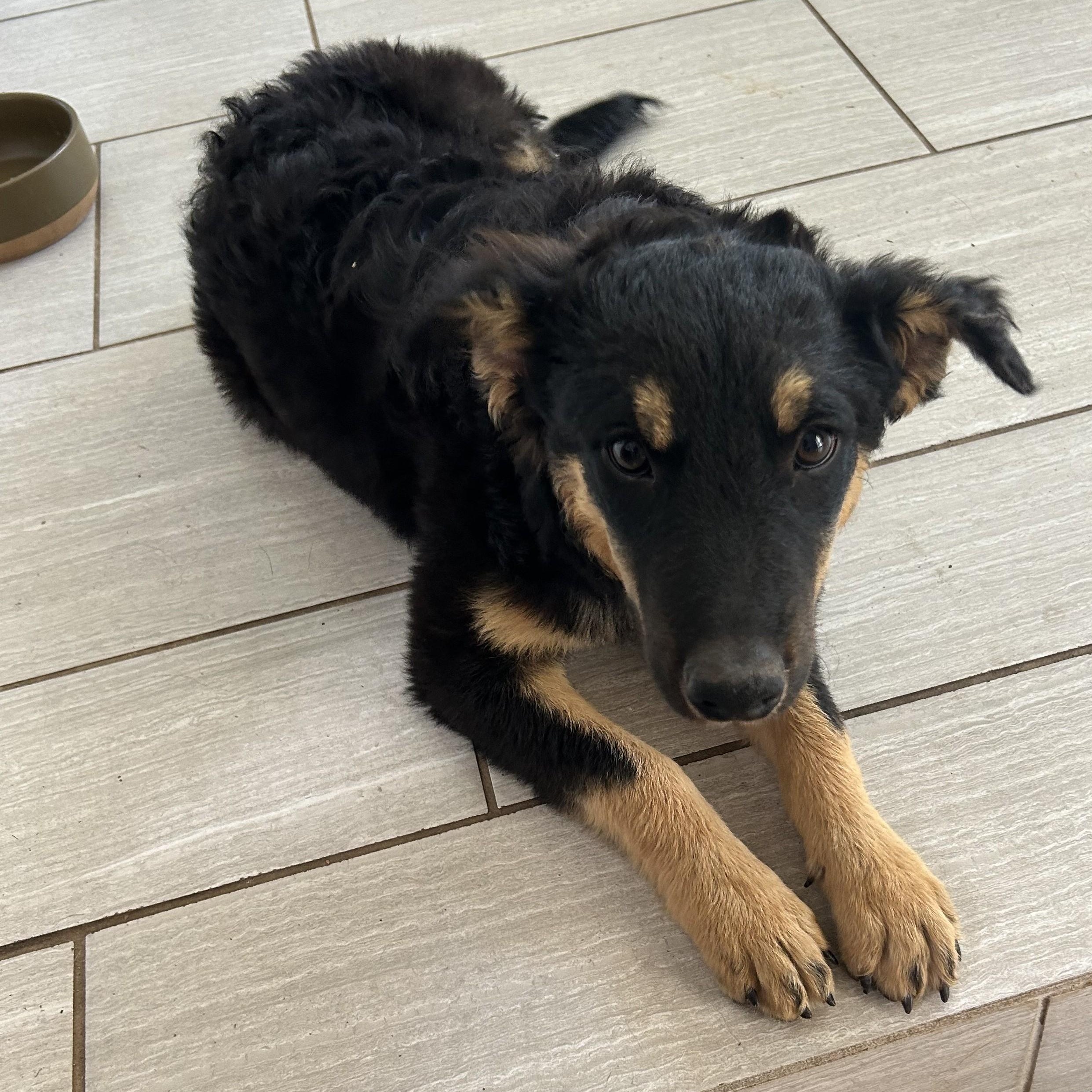 Pumpkin, an adoptable Australian Shepherd in Marfa, TX, 79843 | Photo Image 3