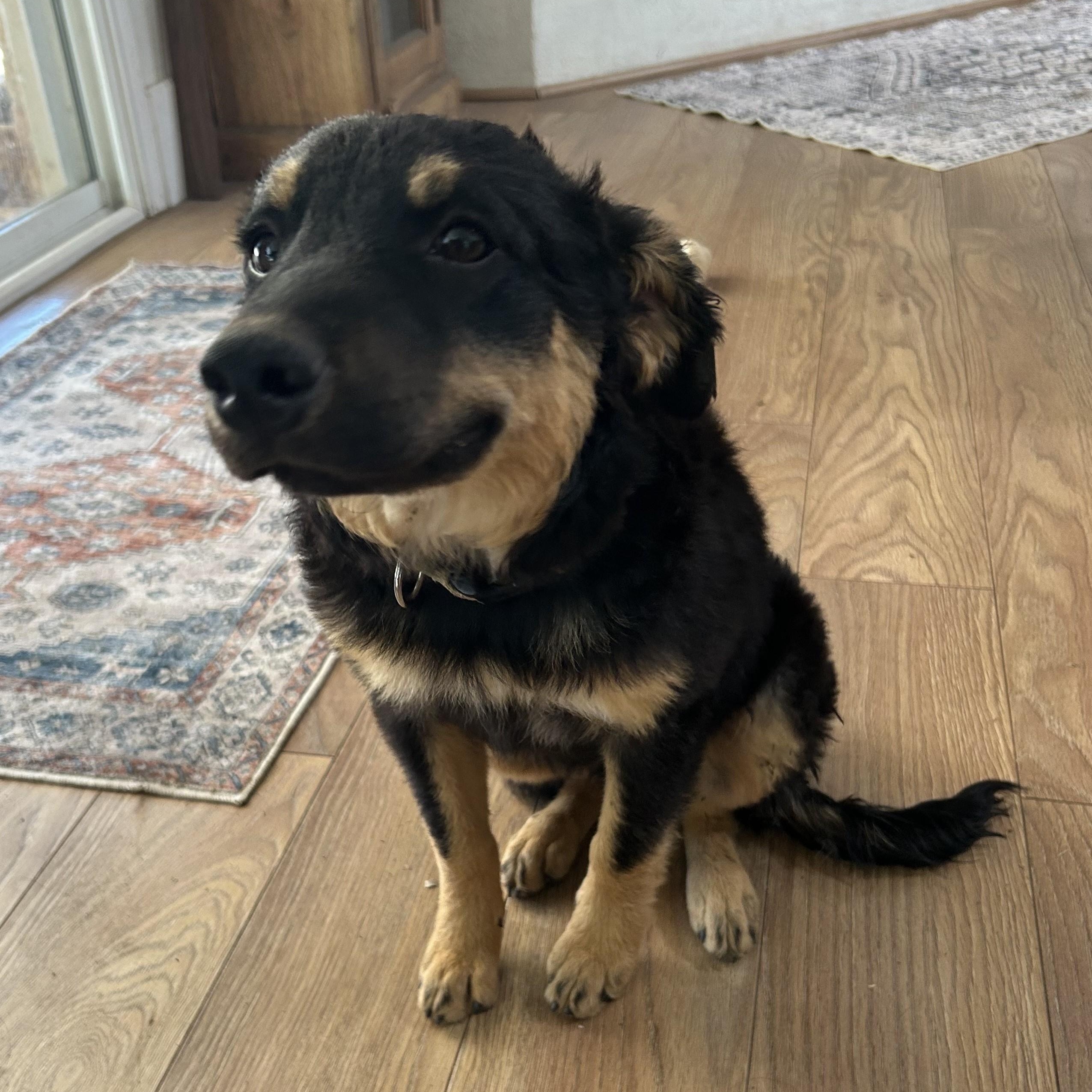 Pumpkin, an adoptable Australian Shepherd in Marfa, TX, 79843 | Photo Image 5