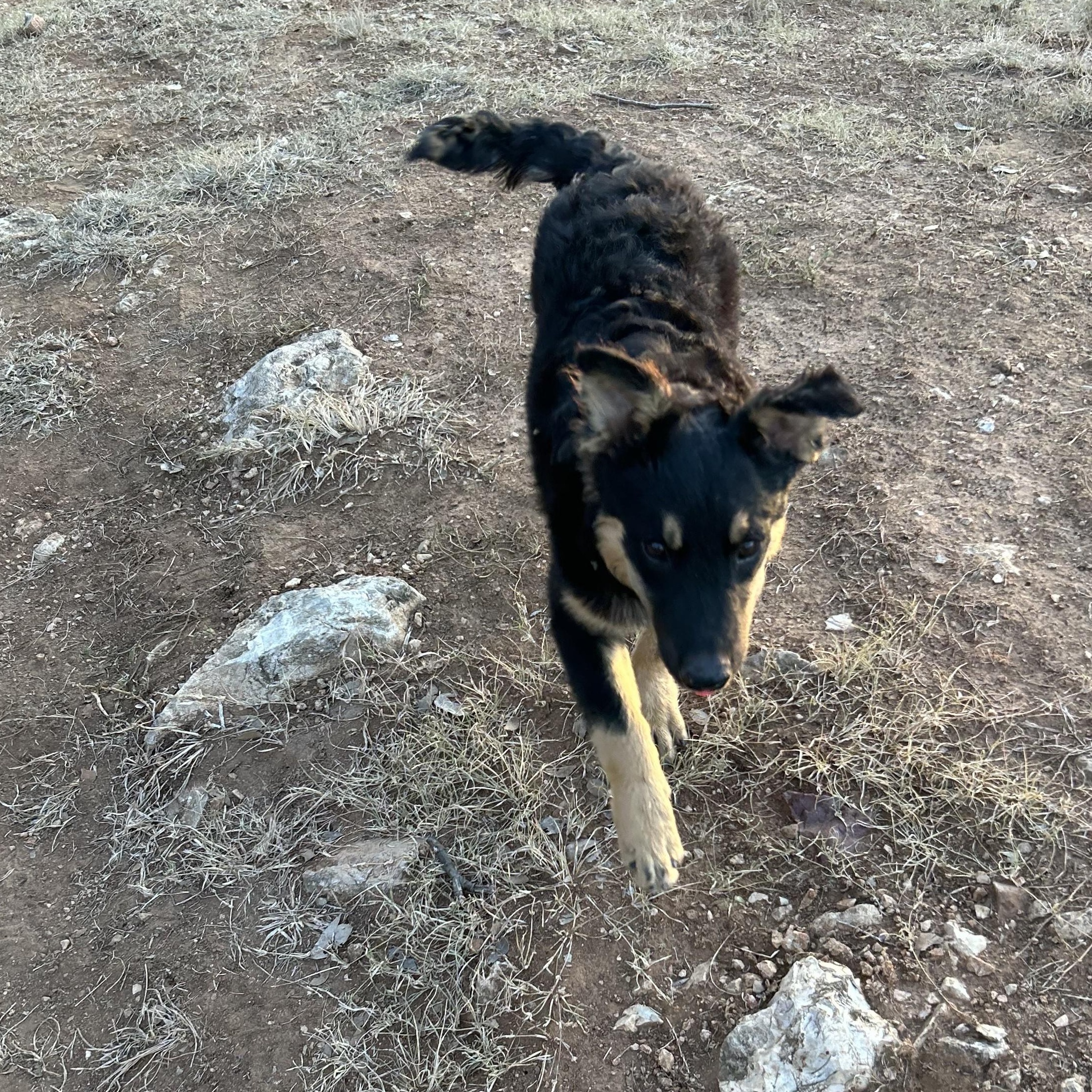 Pumpkin, an adoptable Australian Shepherd in Marfa, TX, 79843 | Photo Image 6