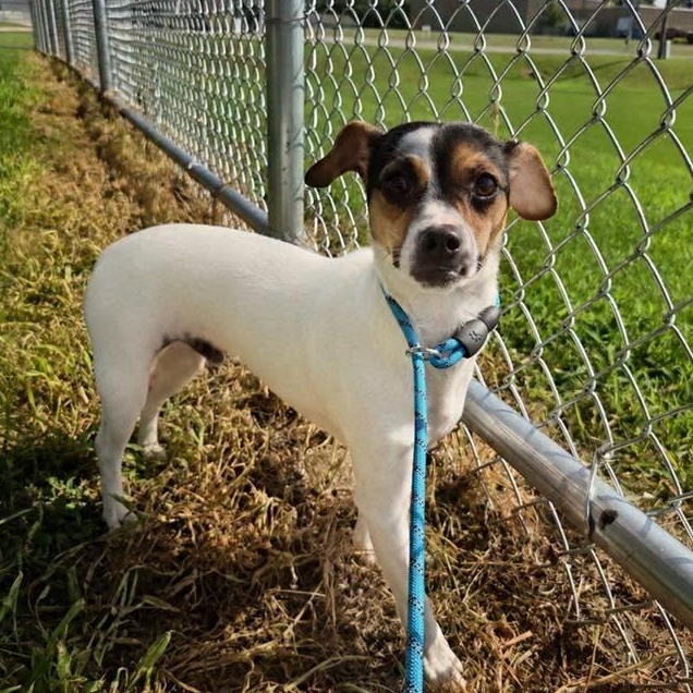 Shrimp, an adoptable mixed breed in Lake Odessa, MI image 4/6