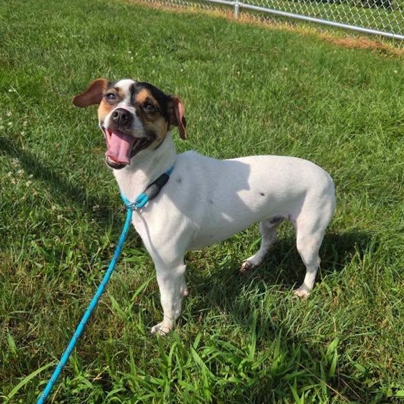 Shrimp, an adoptable mixed breed in Lake Odessa, MI image 2/6