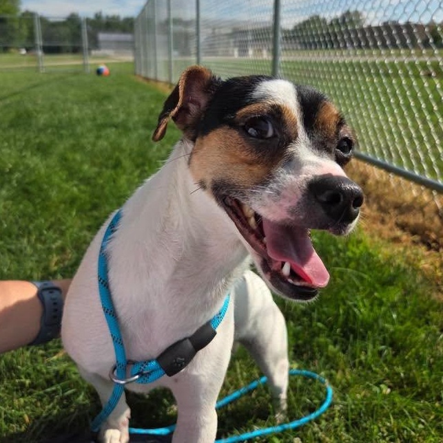 Shrimp, an adoptable mixed breed in Lake Odessa, MI image 3/6
