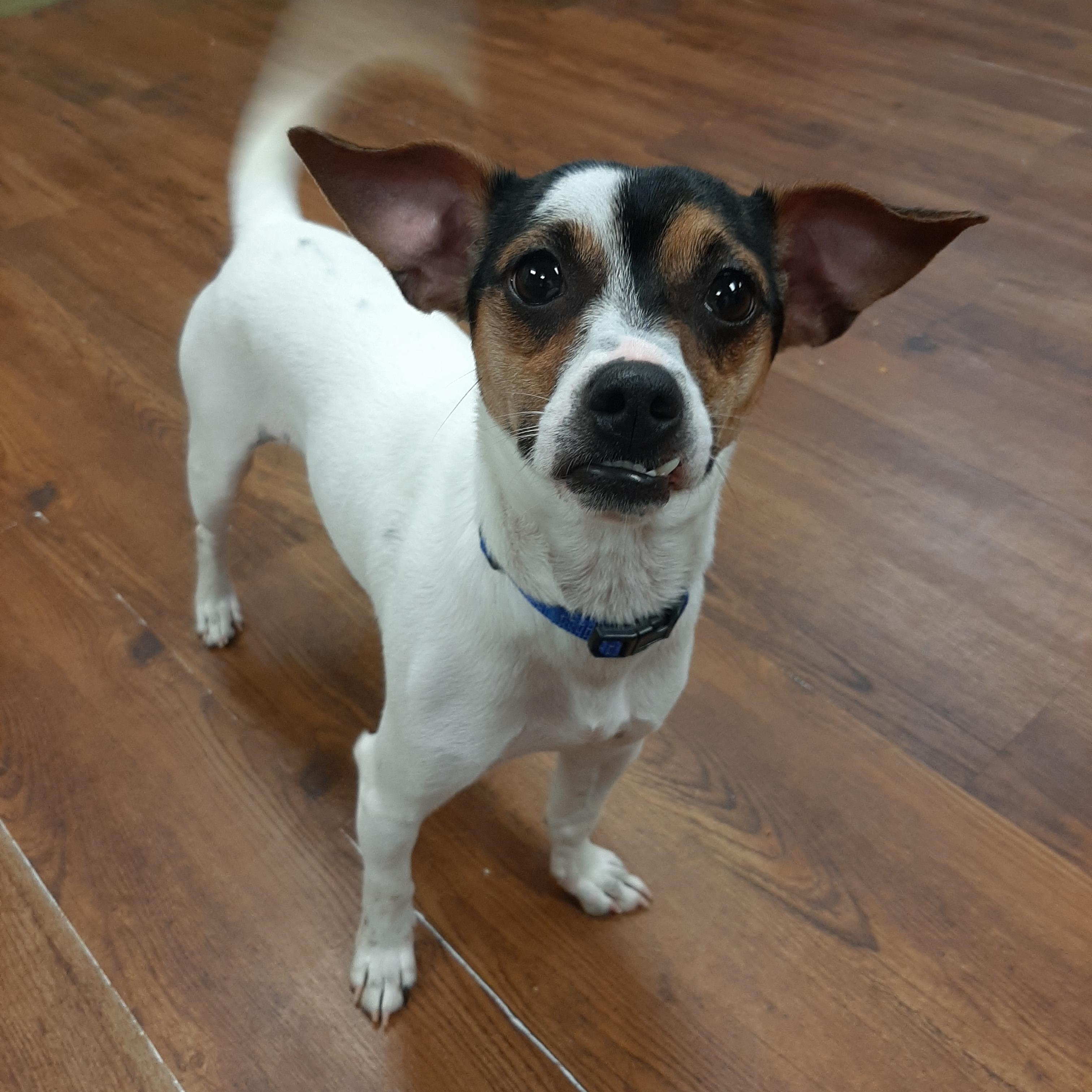 Shrimp, an adoptable mixed breed in Lake Odessa, MI image 6/6