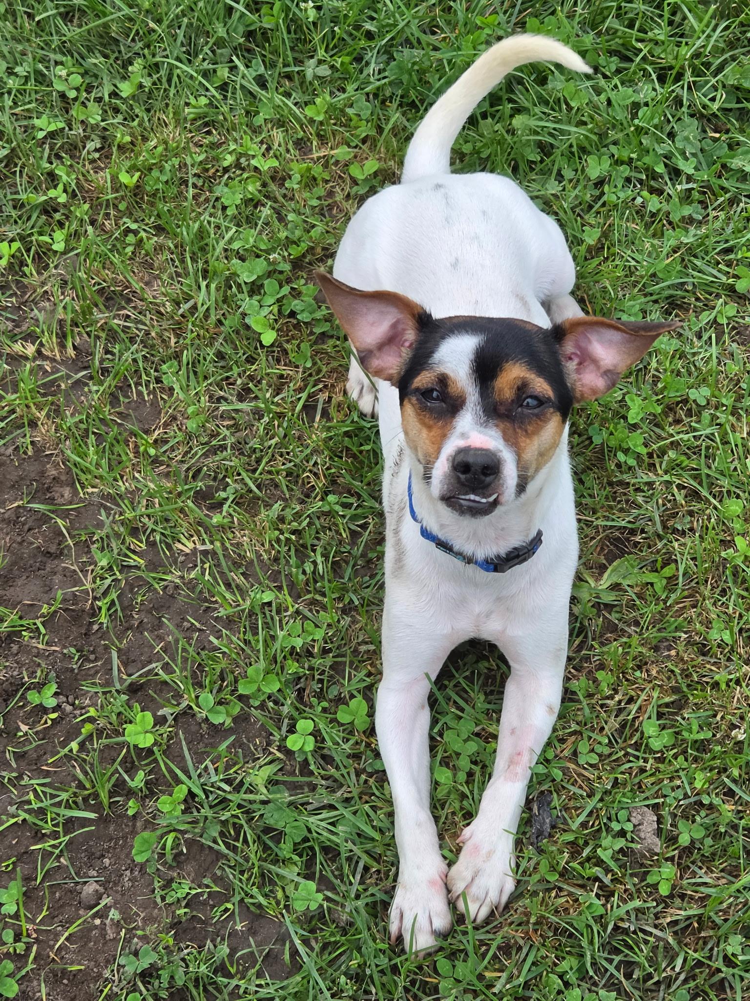 Shrimp, an adoptable mixed breed in Lake Odessa, MI image 1/6