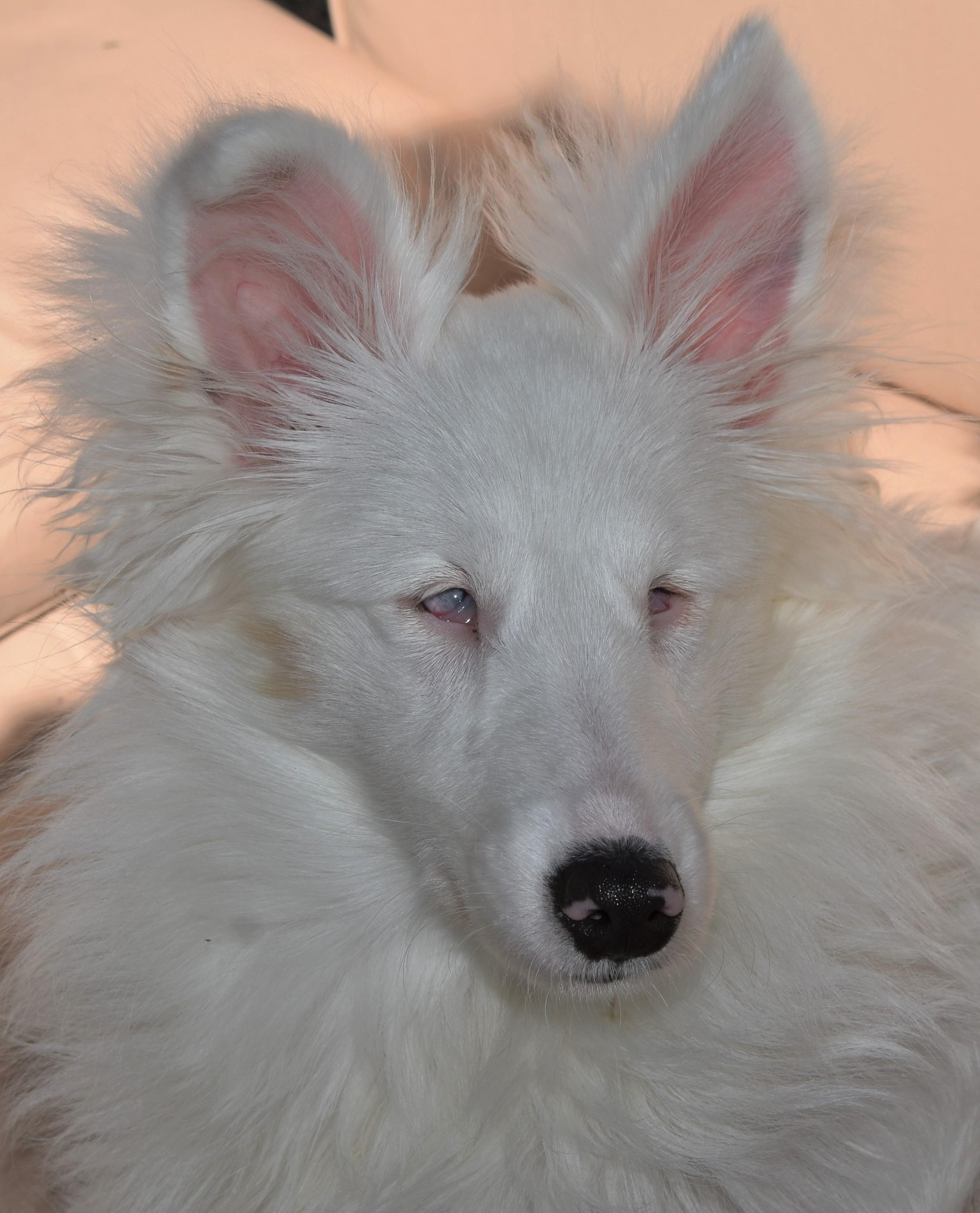 Enlarge Blizzard, a Adoptable Shetland Sheepdog / Sheltie in Abingdon, MD image 2/3