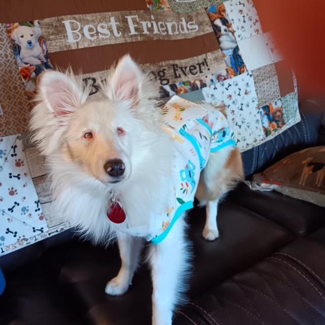 Blizzard, Adoptable, Puppy Female Shetland Sheepdog / Sheltie.