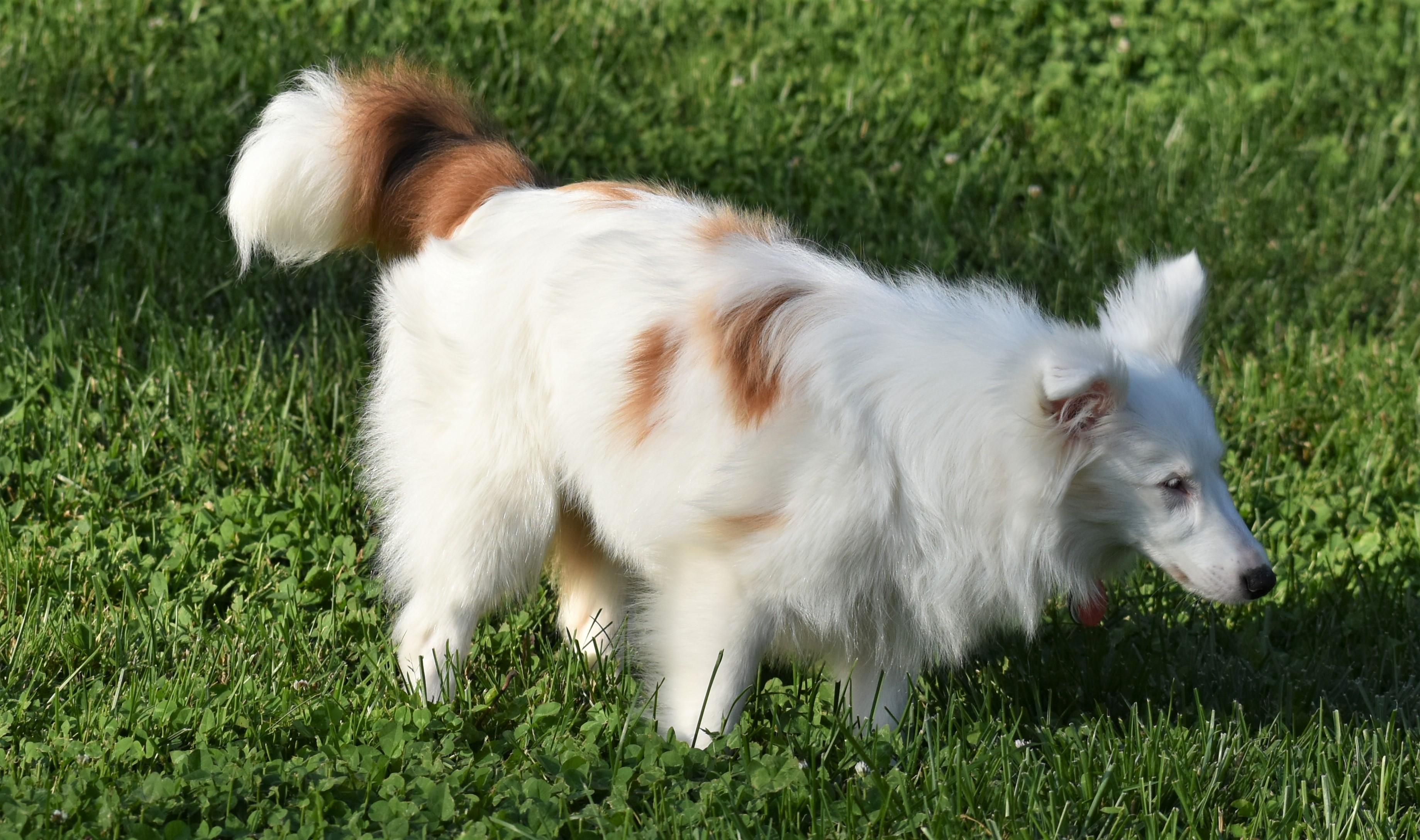 Enlarge Blizzard, a Adoptable Shetland Sheepdog / Sheltie in Abingdon, MD image 3/3