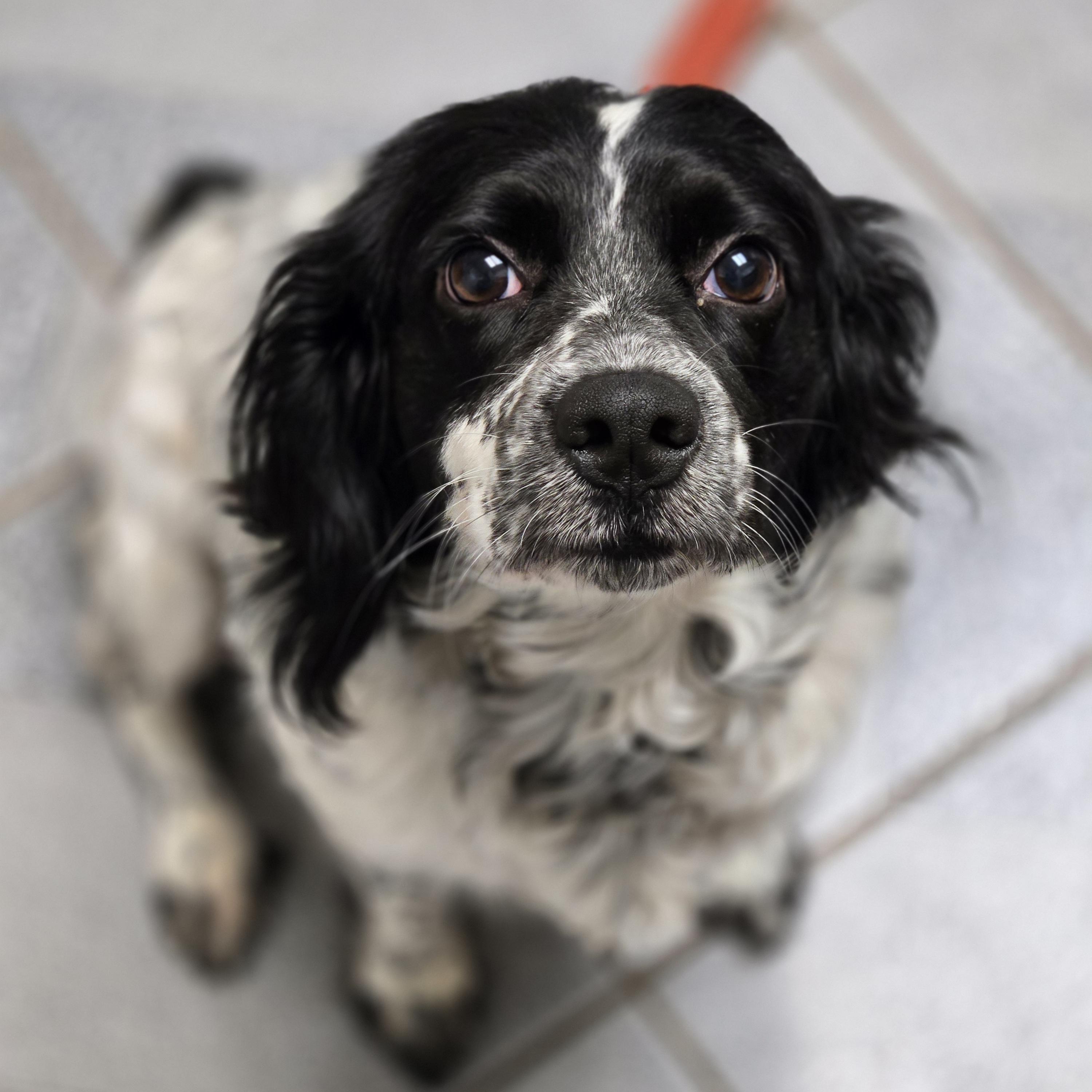 Enlarge Panda, a Adopted mixed breed in Normal, IL image 5/6