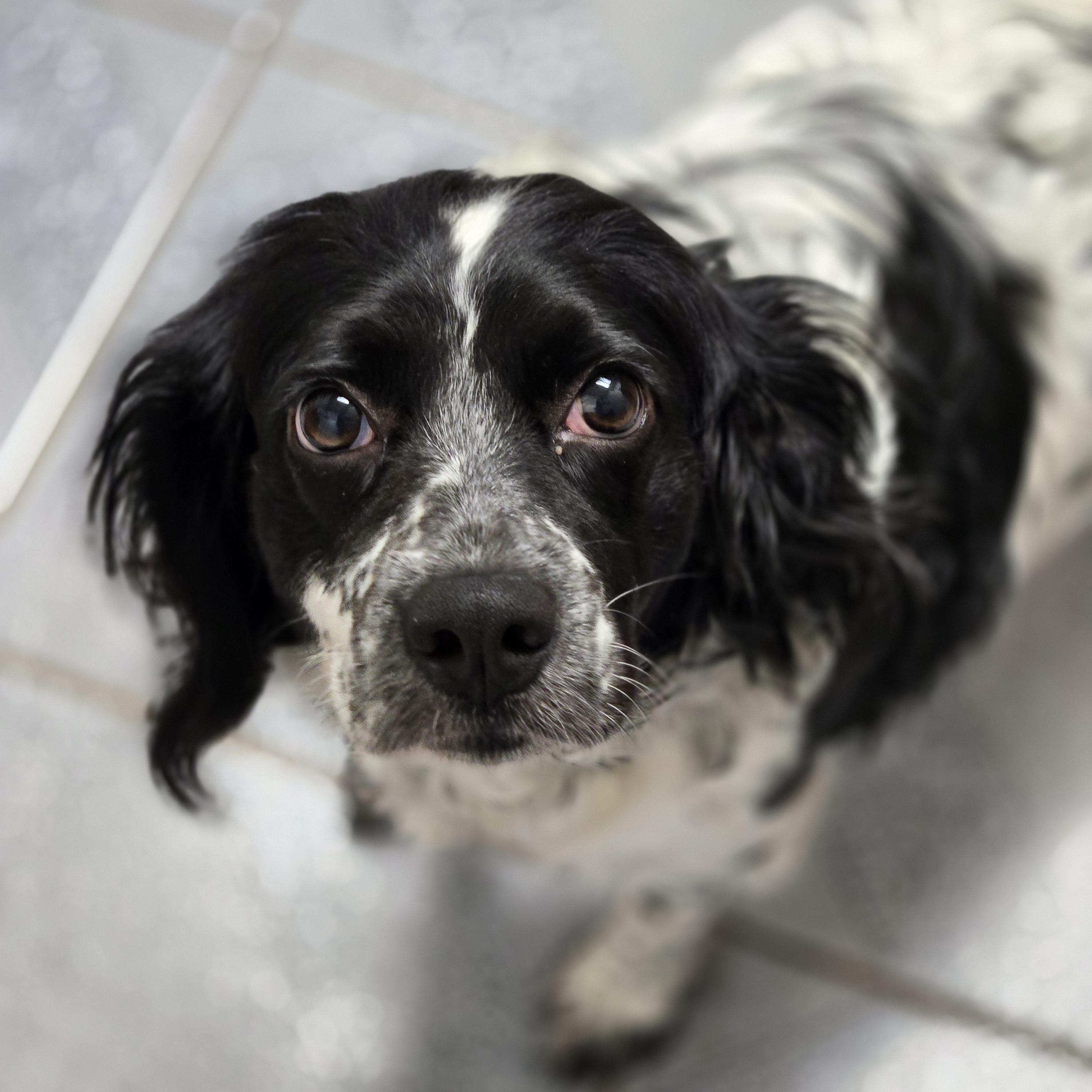 Enlarge Panda, a Adopted mixed breed in Normal, IL image 6/6