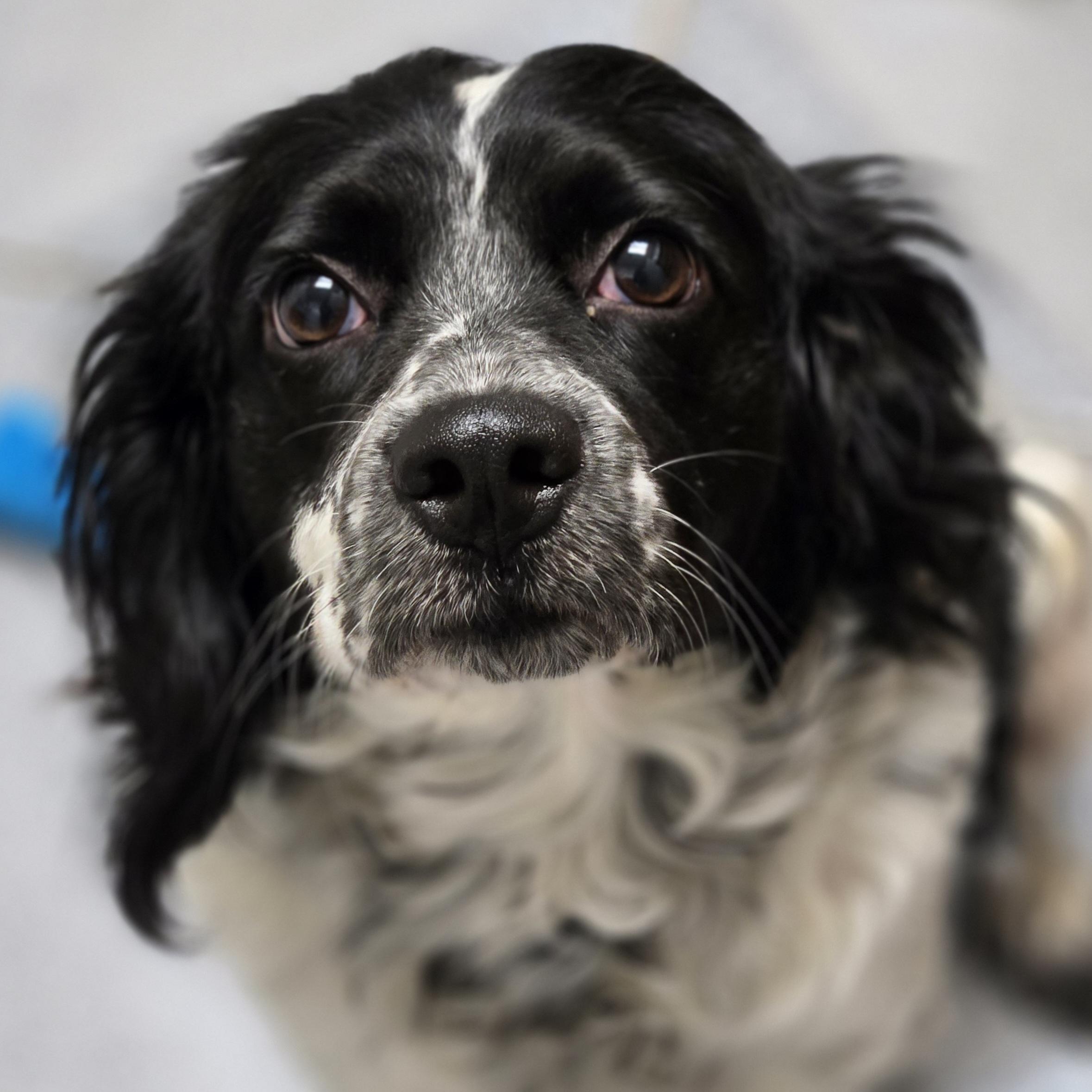 Enlarge Panda, a Adopted mixed breed in Normal, IL image 4/6