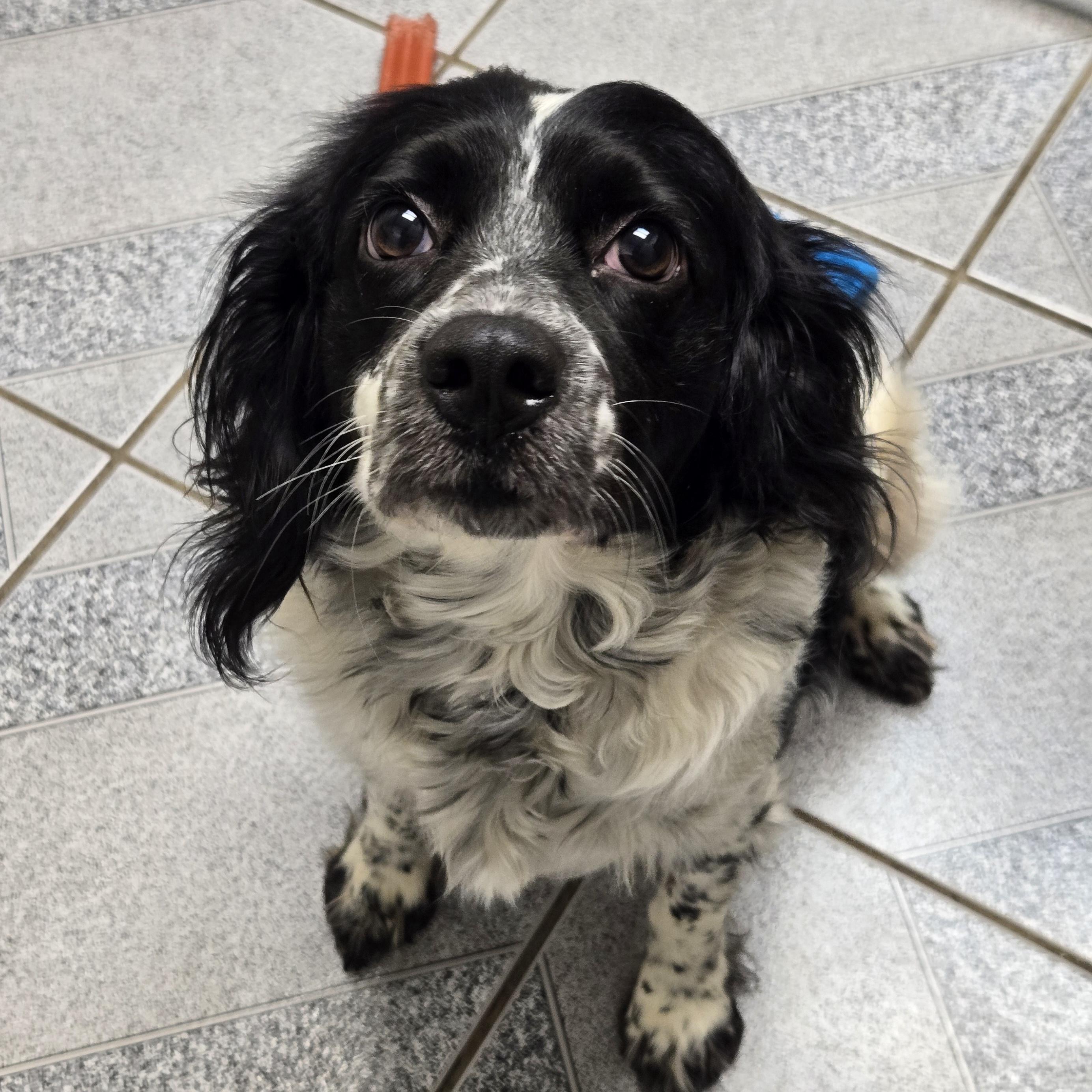 Enlarge Panda, a Adopted mixed breed in Normal, IL image 3/6