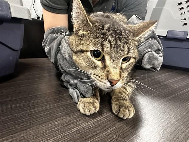 OLIVER, Adoptable, Adult Male Domestic Short Hair.