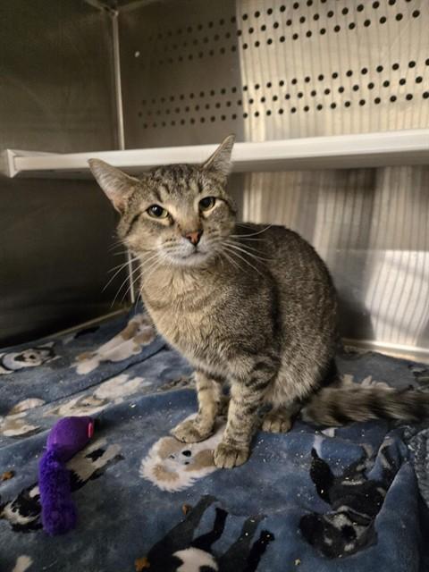 OLIVER, Adoptable, Adult Male Domestic Short Hair.