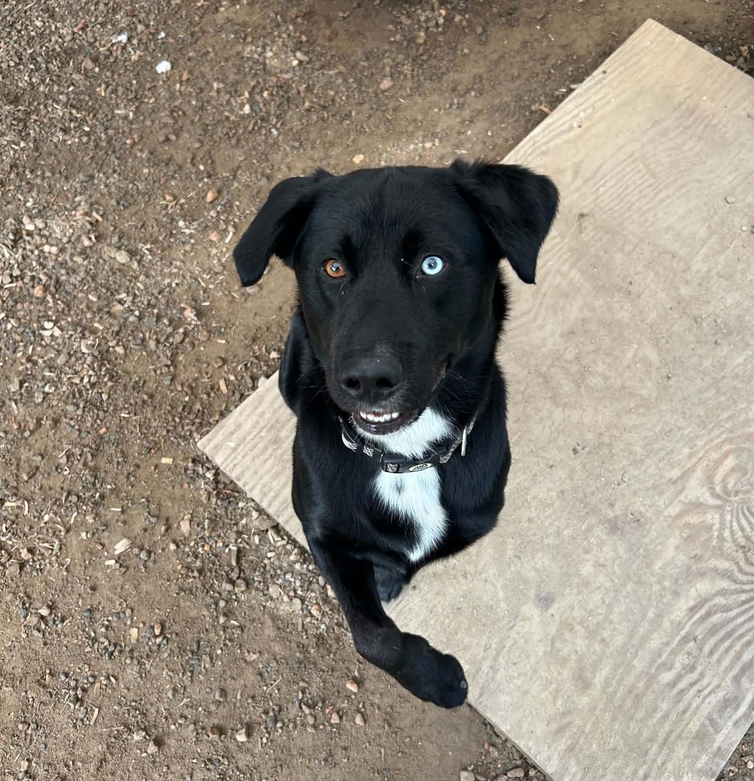 Kai, Adoptable, Adult Male Labrador Retriever.