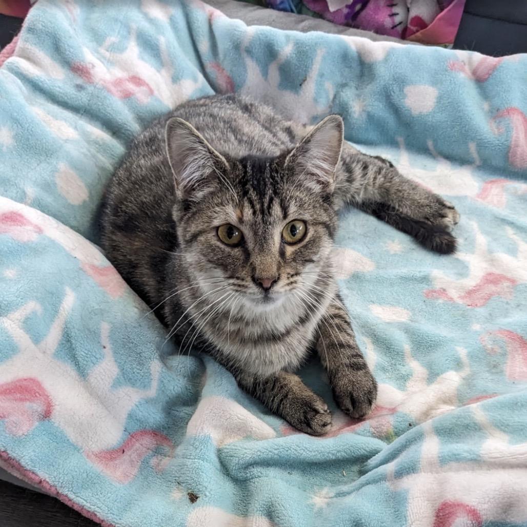 Enlarge Spooky, a Adoptable Domestic Short Hair in Pittsburgh, PA image 1/1