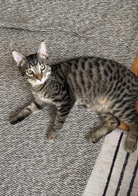 Needoh, Adoptable, Kitten Male Domestic Short Hair & Tabby.