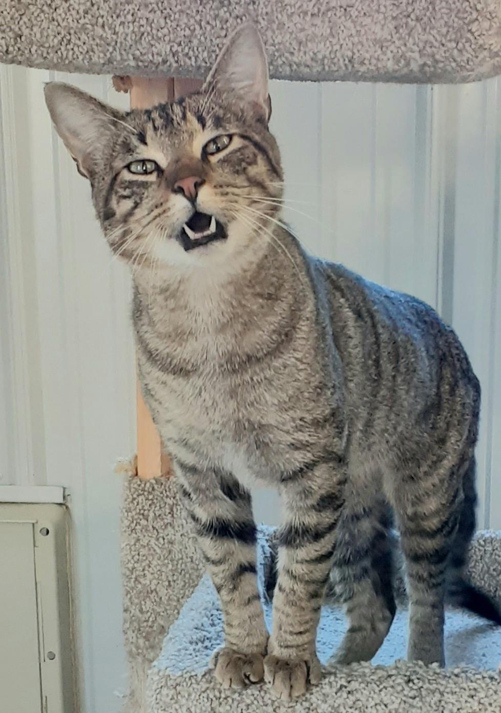 Enlarge Fred, a Adoptable mixed breed in Shell Lake, WI image 2/5