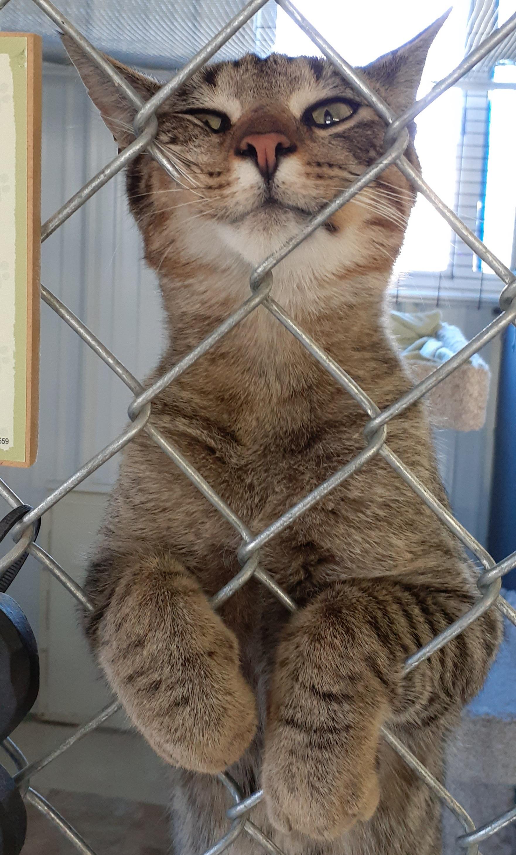 Enlarge Fred, a Adoptable mixed breed in Shell Lake, WI image 3/5