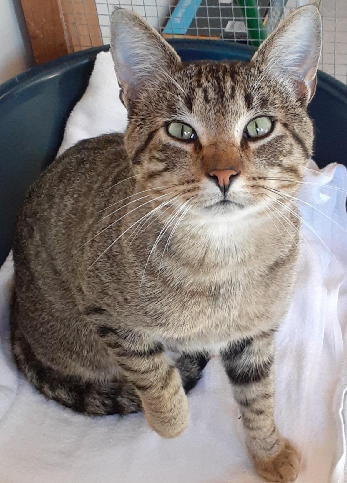 Enlarge Fred, a Adoptable mixed breed in Shell Lake, WI image 4/5