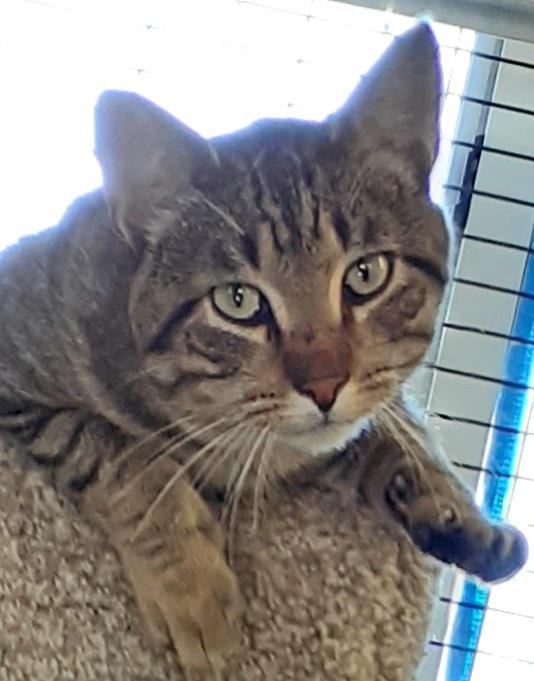 Enlarge Fred, a Adoptable mixed breed in Shell Lake, WI image 5/5